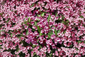 Minuet Weigela Weigela florida 'Minuet' - Live Rooted Cutting 8-12"
