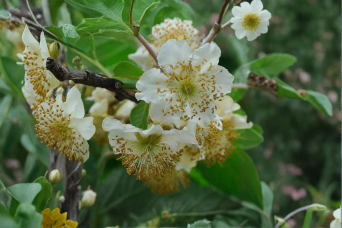 Male Fuzzy Kiwi Vine Actinidia deliciosa – 1 Gallon Live Plant, Pollinator Vine