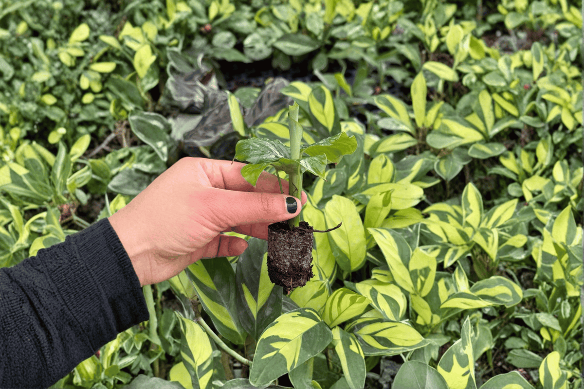 Calathea Orbifolia (Goeppertia orbifolia) - 2 Live Starter Bare-Root Plants