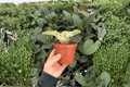 Harmony’s Love Bug African Violet - 2x 4-Inch Pots (Live Plants)