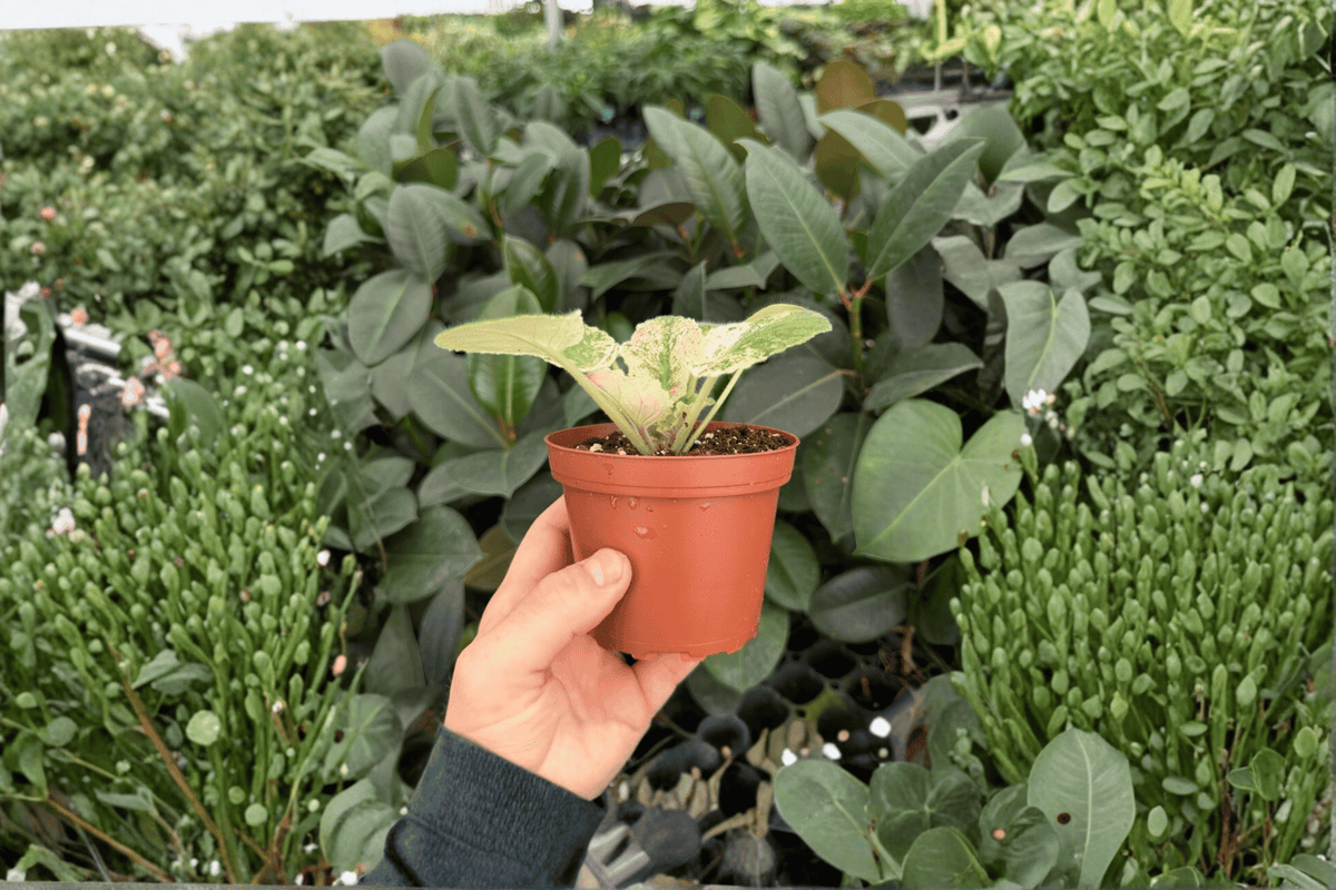 Harmony’s Love Bug African Violet - 2x 4-Inch Pots (Live Plants)