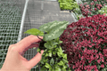 Asarum splendens 'Quicksilver' Starter Plants (2) Bare Root – Chinese Wild Ginger