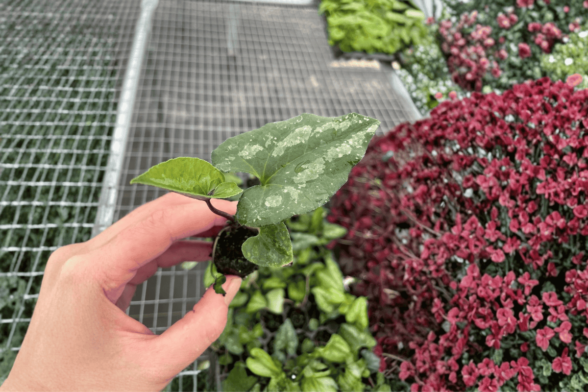 Asarum splendens 'Quicksilver' Starter Plants (2) Bare Root – Chinese Wild Ginger