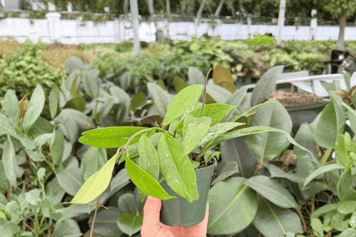 Hoya pubicalyx Splash - 2 Exact Live Plants in 4-Inch Pots
