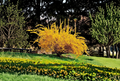 Golden Forsythia Shrub Cuttings – 20 Unrooted, Propagation-Ready