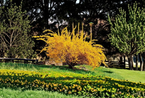 Golden Forsythia Shrub Cuttings – 20 Unrooted, Propagation-Ready