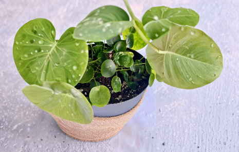 Variegated Pilea Peperomioides White Splash Cuttings – Live Unrooted Cuttings for Propagation