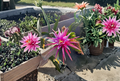 Dragon Fruit Bruni Pitaya Live Cutting (8–10 in) | Hylocereus Cactus Cutting for Propagation