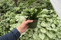 Hoya parasitica 'Splash' Live Plant - 2-Pack in 4-Inch Pots