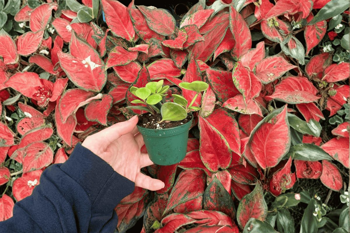 Peperomia Hope 2 Live Starter Plants | Bare Root, 2-Inch Pots