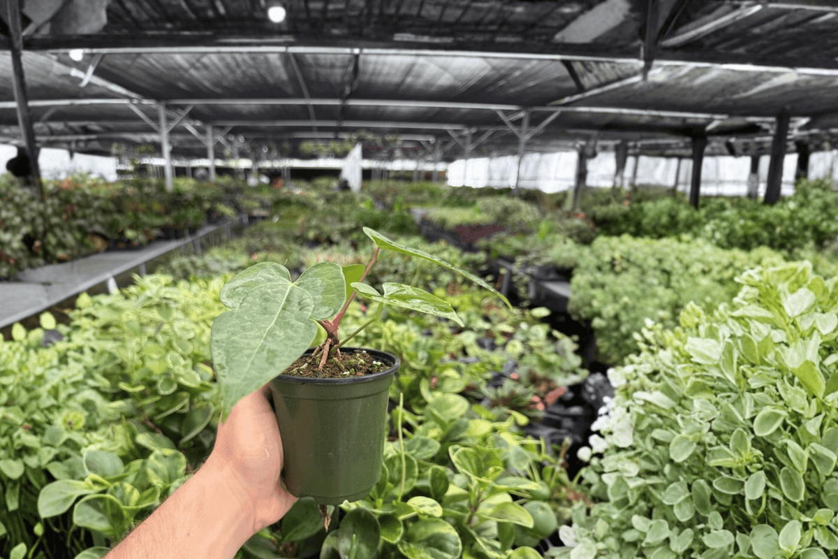 Anthurium Papillilaminum Red x Crystal Live Plants - 2x 4-Inch Pots