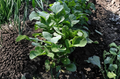Bloomsdale Spinach Seeds - 250 Count Heirloom Leafy Green
