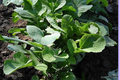 Bloomsdale Spinach Seeds – 1,250 Spinacia oleracea Seeds for Leafy Green Garden