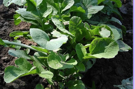 Bloomsdale Spinach Seeds – 1,250 Spinacia oleracea Seeds for Leafy Green Garden