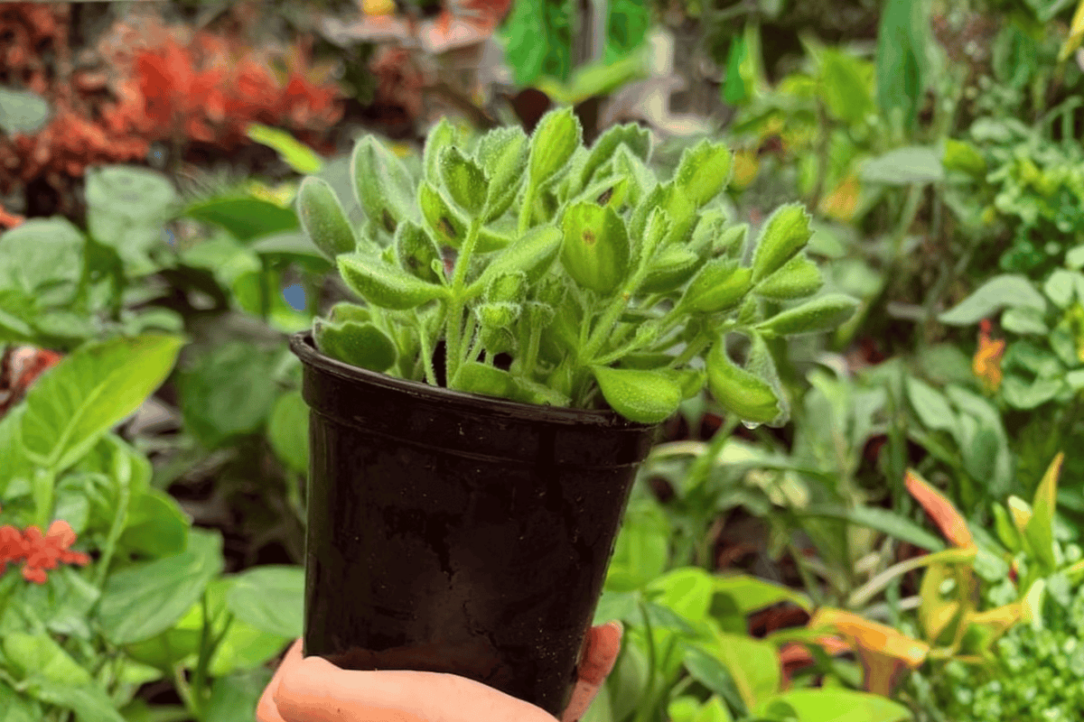 Variegated Bear Paw Cotyledon – 2 Live Plants in 4
