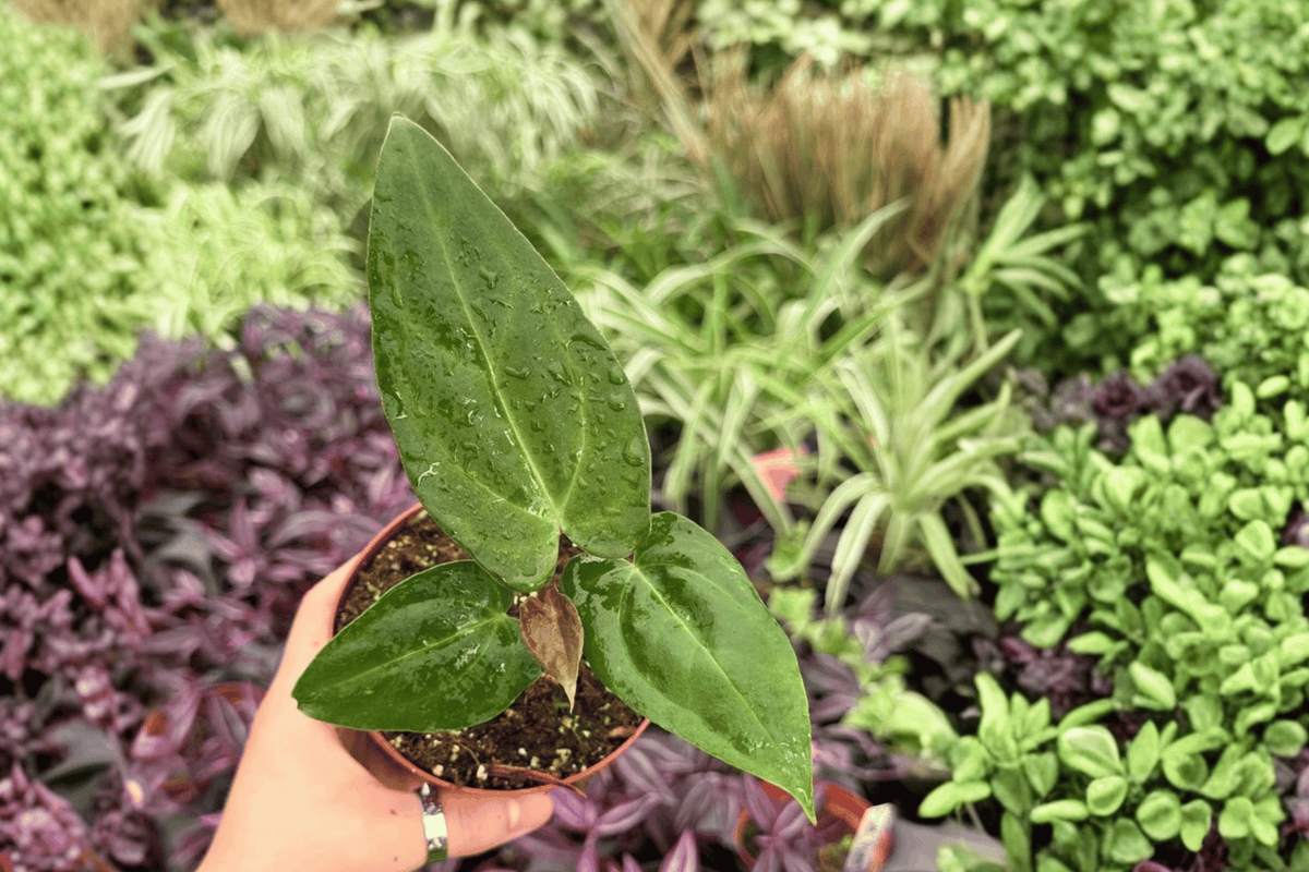 Anthurium FS x Ferrari - Exact 4" Pot Live Plants (2) - Tropical Foliage
