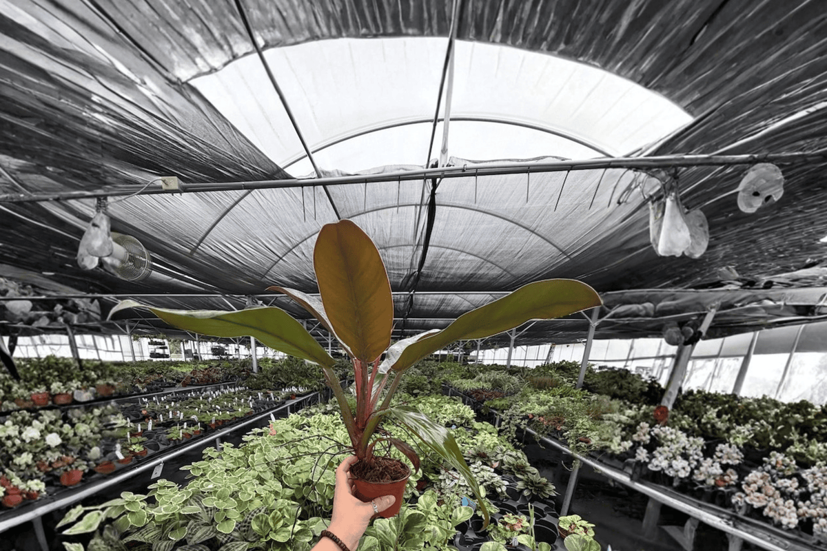 Philodendron Imperial Red - 2 Exact Live Plants in 4-Inch Bare Root Pots