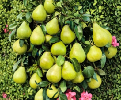Kieffer Pear Tree Cuttings – 8 Unrooted Stem Cuttings for Propagation