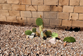 Opuntia aciculata Chenille Prickly Pear Cactus Pad Cutting - 1 Live Unrooted Cutting
