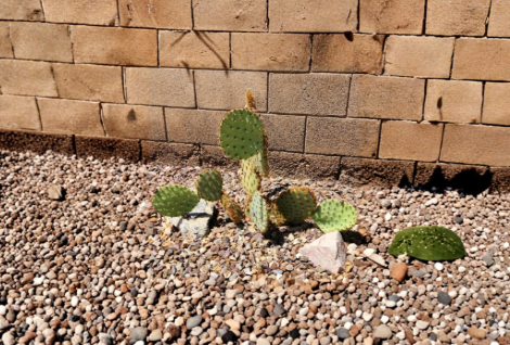 Opuntia aciculata Chenille Prickly Pear Cactus Pad Cutting - 1 Live Unrooted Cutting