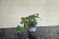 Philodendron Micans Live Plant - Fully Rooted 4-Inch Pot