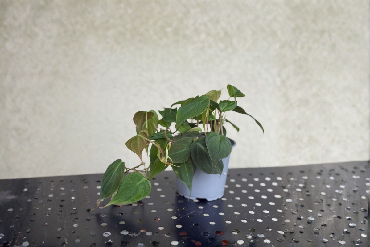 Philodendron Micans Live Plant - Fully Rooted 4-Inch Pot