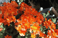 Princess Amina Princess Lily Alstroemeria (Alstroemeria ‘Princess Amina’) 4-Inch Live Plant