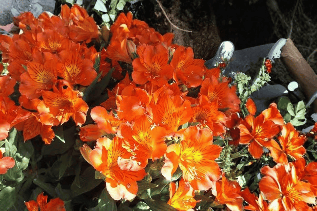 Princess Amina Princess Lily Alstroemeria (Alstroemeria ‘Princess Amina’) 4-Inch Live Plant