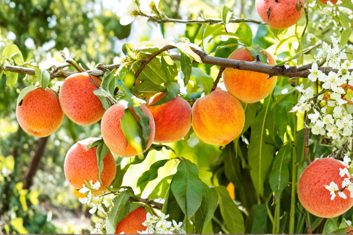 Sun Prince Peach Tree Prunus persica 4–6 ft Live Plant – Fruit Producing Home Orchard Tree