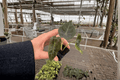 Alocasia Sedenii (Cuprea × Longiloba) Starter Plants - 2 Bare Root Live Plants