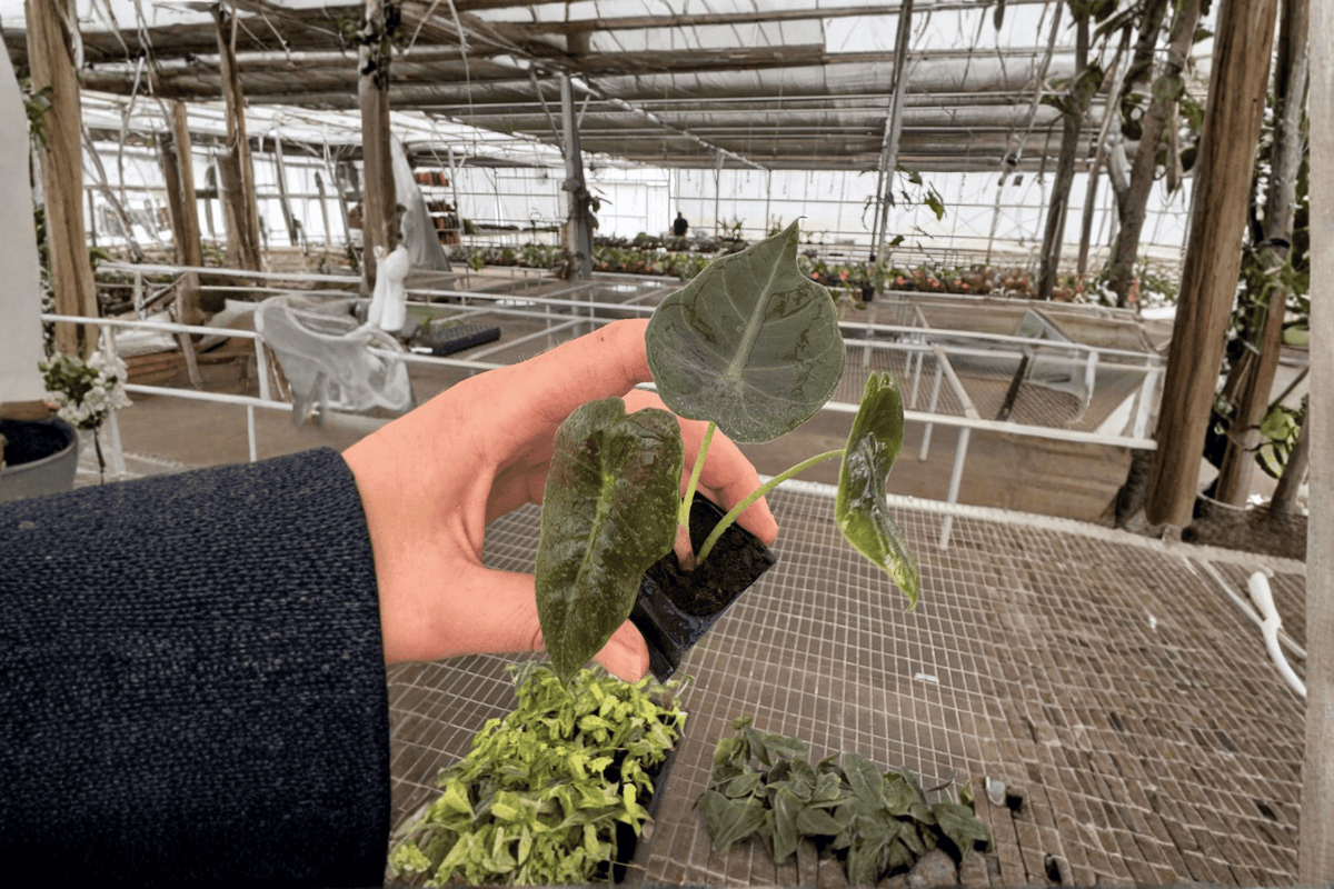 Alocasia Sedenii (Cuprea × Longiloba) Starter Plants - 2 Bare Root Live Plants