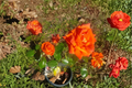 Marina Floribunda Rose 5 Gal Live Plant - Salmon Orange Floribunda Shrub