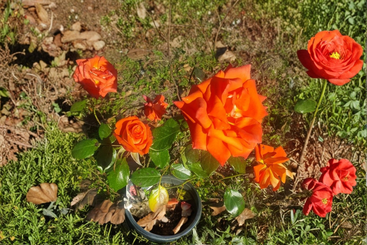 Marina Floribunda Rose 5 Gal Live Plant - Salmon Orange Floribunda Shrub