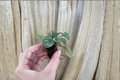 Peperomia Burbella Starter Plants (2) | Live Peperomia Burbella Cuttings