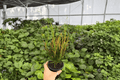 Croton Picasso's Paintbrush (2 Live Plants) 4-Inch Pots