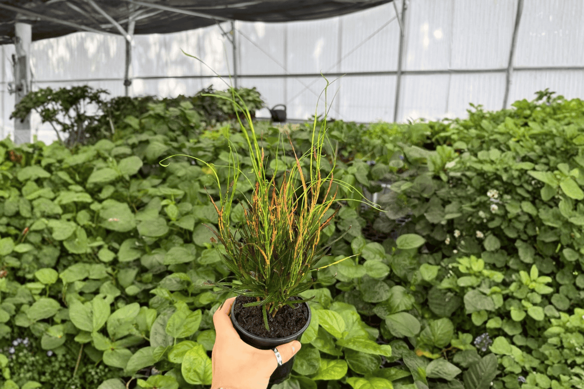 Croton Picasso's Paintbrush (2 Live Plants) 4-Inch Pots