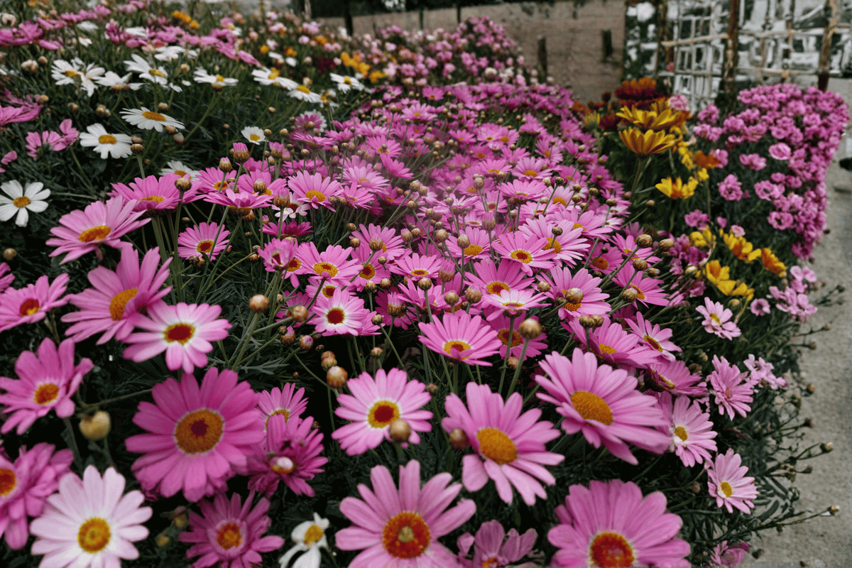 Grandaisy Pink Halo Marguerite Daisy - 1 Live Plant in 4-Inch Pot (Argyranthemum Grandaisy Pink Halo)