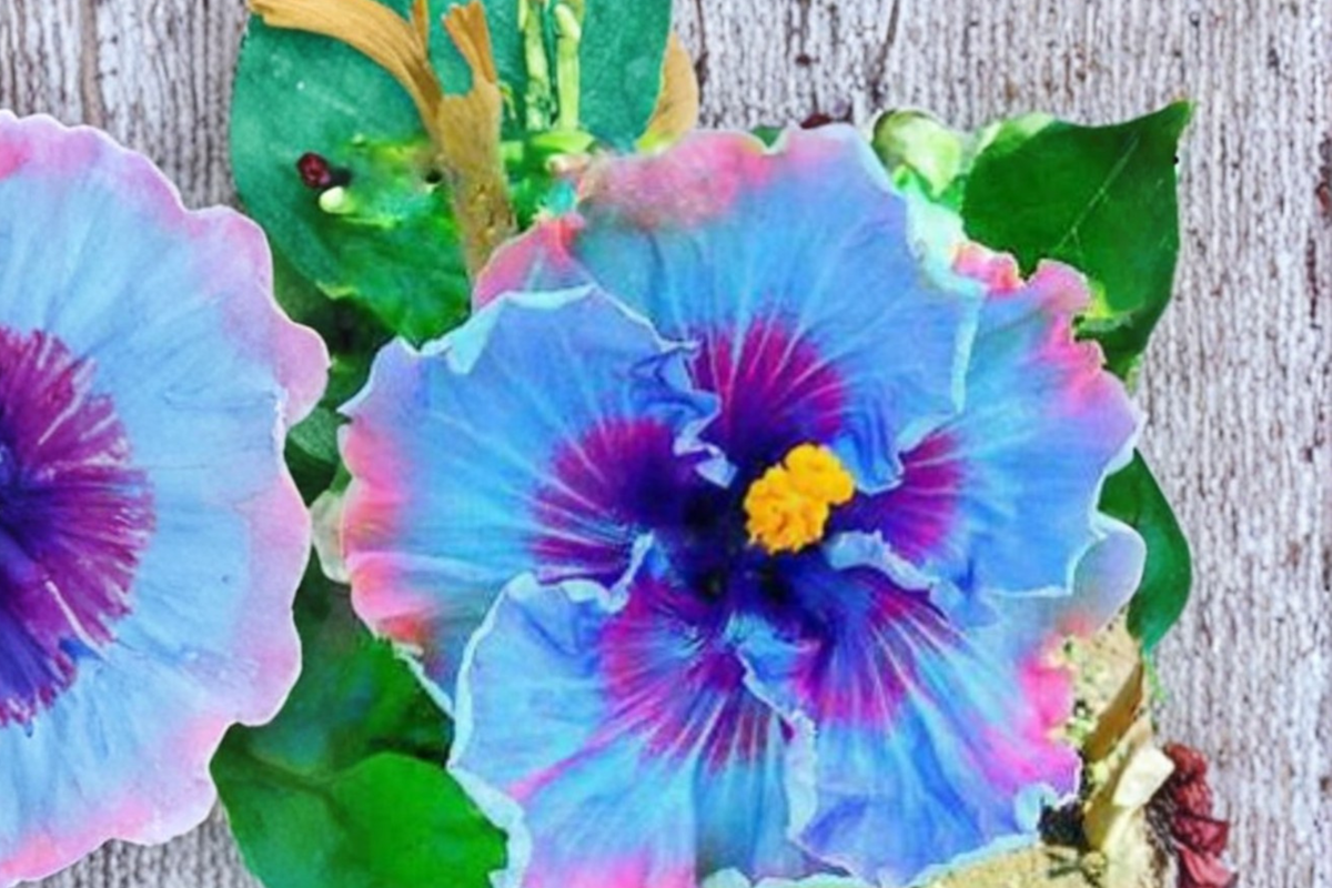 Dark Purple Giant Hibiscus Seeds (3) - Hibiscus rosa-sinensis