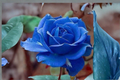 Midnight Blue Rose Seeds - 10 Fresh Seeds for Indoor or Outdoor Planting