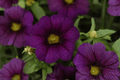 Calibrachoa MiniFamous Neo Dark Blue Million Bells 4-Inch Pot | 1 Live Plant