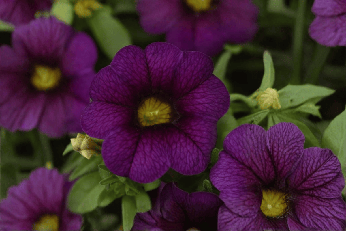 Calibrachoa MiniFamous Neo Dark Blue Million Bells 4-Inch Pot | 1 Live Plant