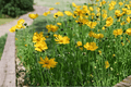 Jethro Tull Fluted Tickseed Coreopsis - 1 Gallon Live Plant (1 Live Plant) In Nursery Container