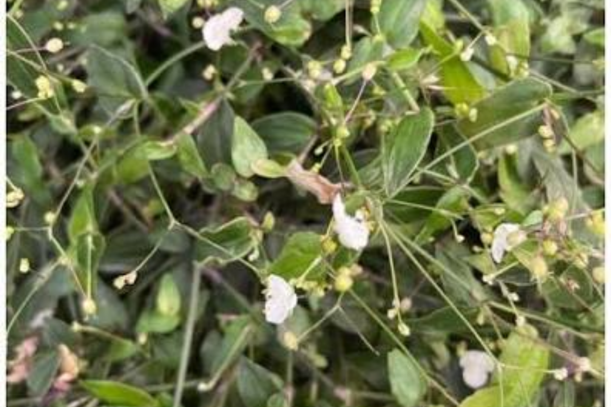 Tahitian Bridal Veil Gibasis pellucida Cuttings – 10 Live Unrooted Cuttings