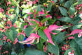 Alternanthera 'Party Time' Live Plant in 4" Pot - Pink & Green Foliage
