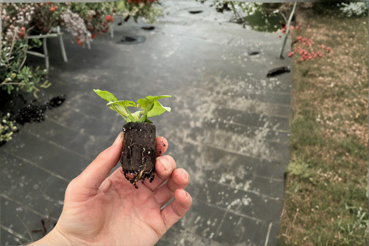 Syngonium Milk Confetti Starter Plants (2) | Bare Root with Soil Pod