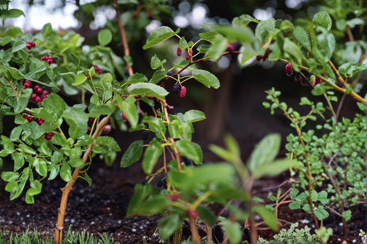 Dwarf Mulberry Tree Live Plant — 3-Inch Pot Morus spp.