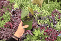 Anthurium Subsignatum x Regale 2 Live Plants | 4-Inch Pots (Potted)