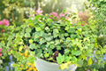 String of Frogs Ficus pumila 'Quercifolia' - 4 Inch Live Plant