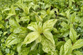 Variegated Hydrangea ‘Yuki Gessho’ — 1 Gallon Live Plant Paniculata White Flowers