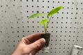 Alocasia Lutea Starter Plants (2) | Alocasia macrorrhizos ‘Lutea’